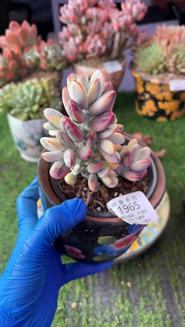 昆明印象多肉1965