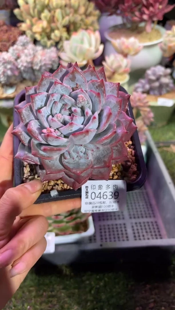 【闪购商品】04639