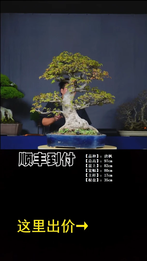 无花朵唐枫bubaoyuo