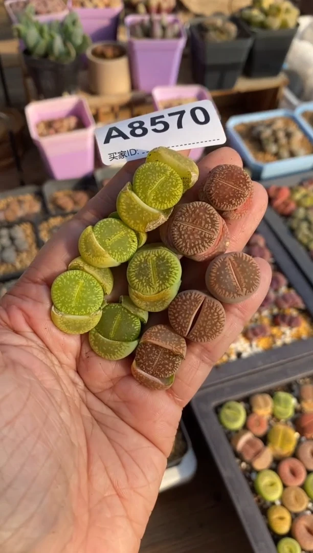 【闪购商品】8570直播一物一拍