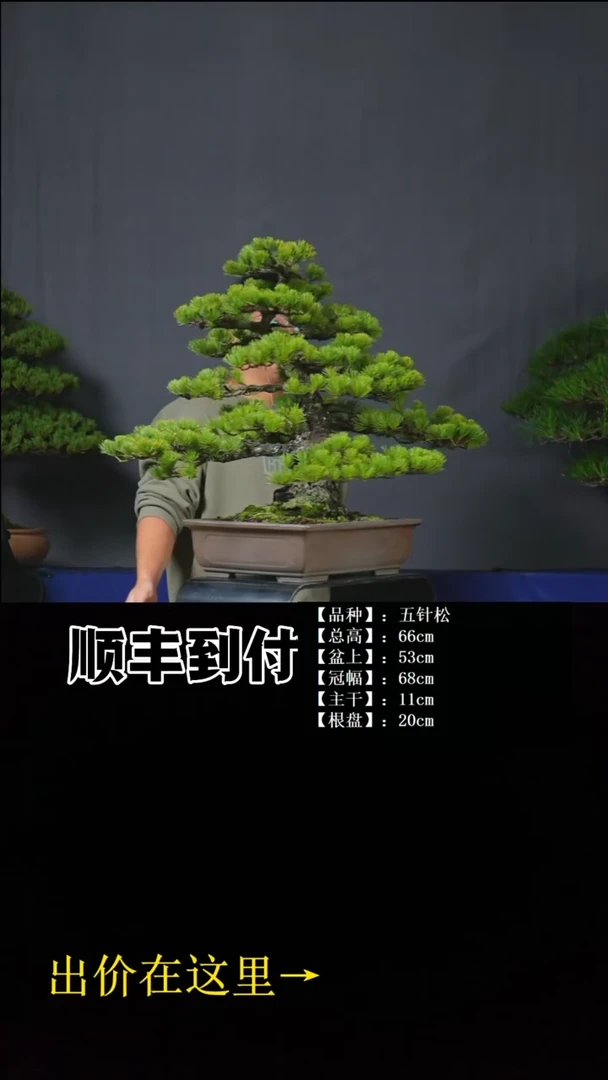 无花朵五针松bubaoyou