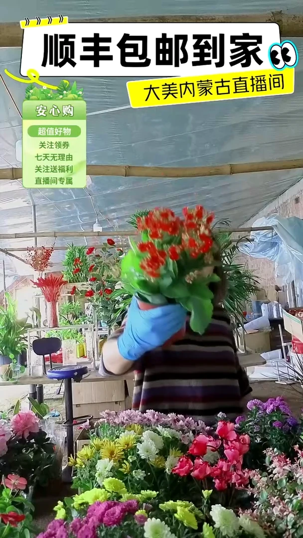 完全开放红色长寿