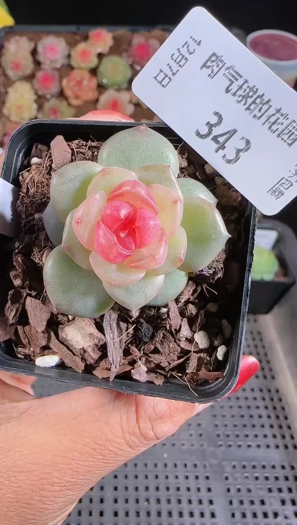 1207-343bl-4多肉群生不包整