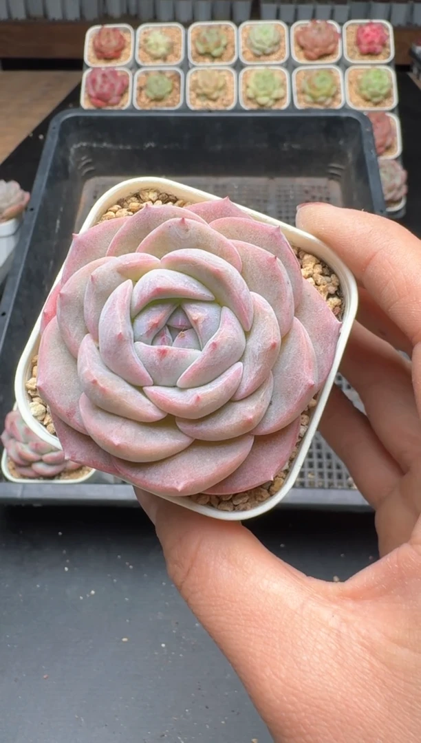 【闪购商品】935B物拍多肉带盆土6.5杯拍3颗包柚