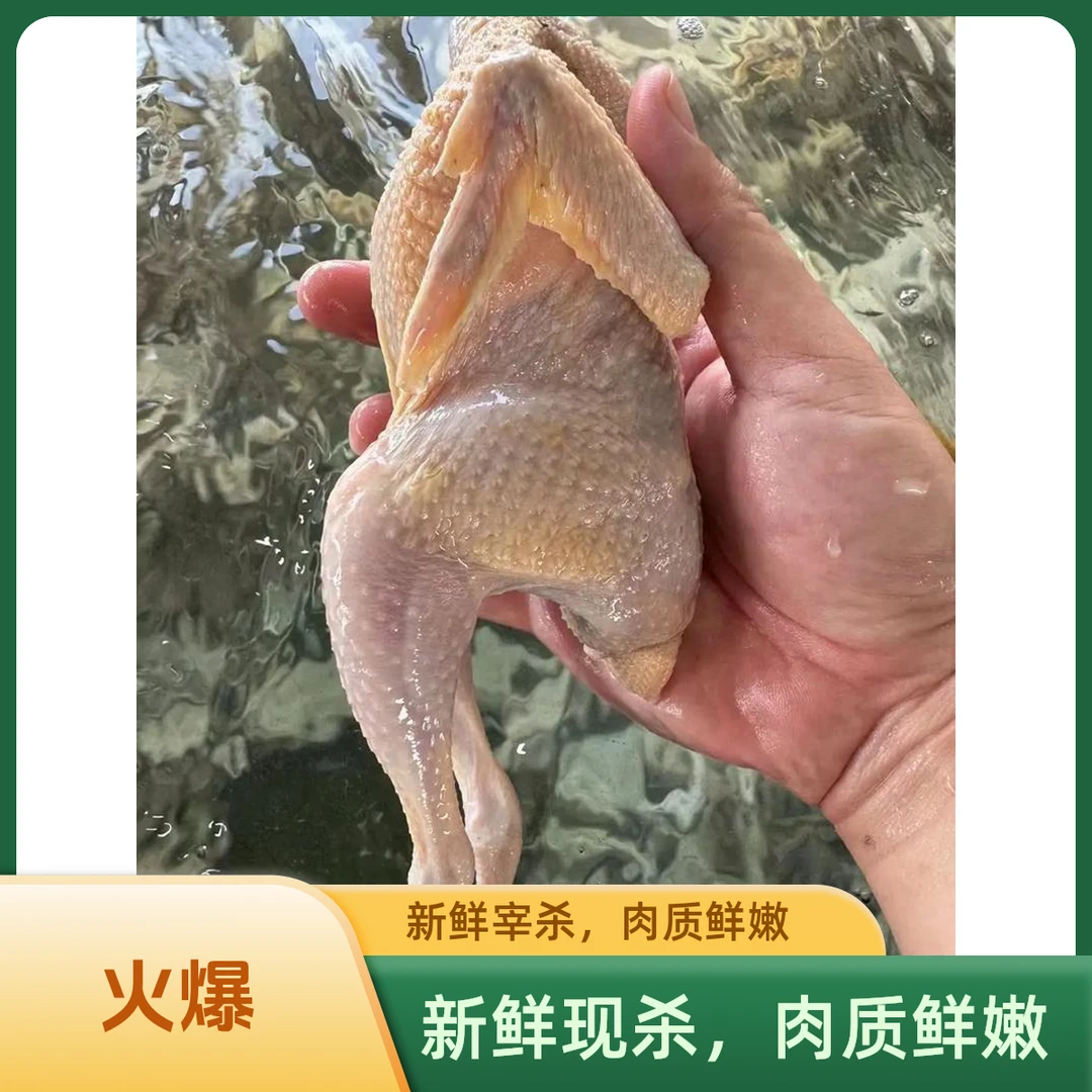 【凤妹】散养4只老呱呱鸡咕咕鸡  顺丰冷链包邮
