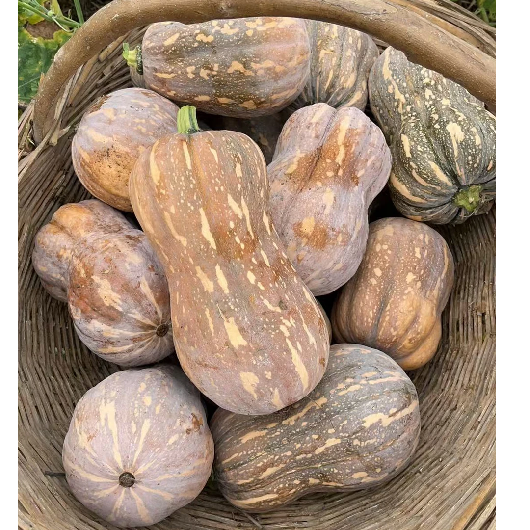 现摘高山农家自种金香小南瓜香甜软糯适合宝宝辅食