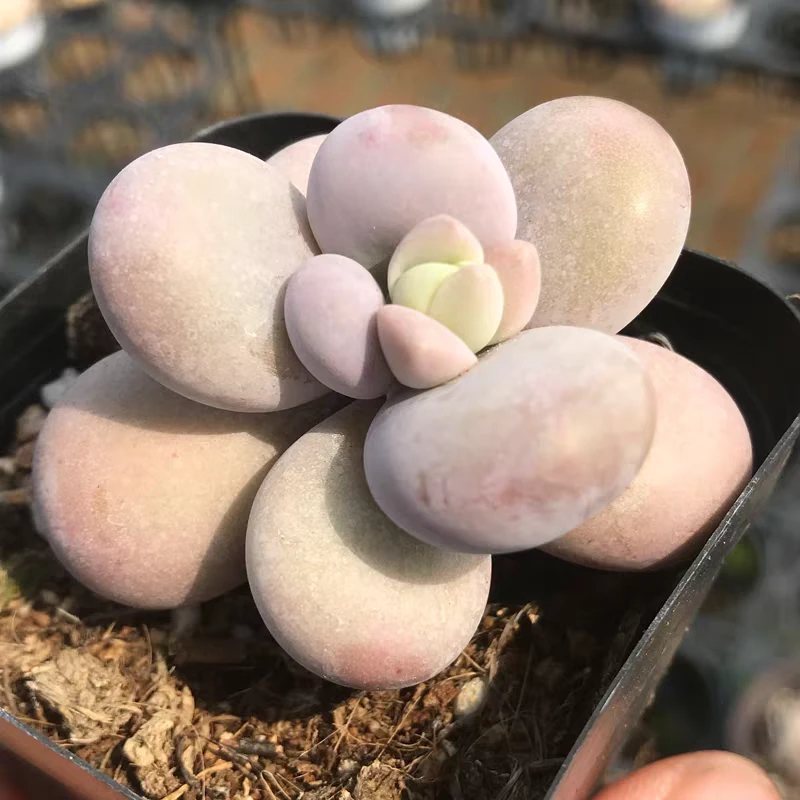 原始奶酪贵货多肉植物美观好养适合办公室桌面阳台的绿植花卉