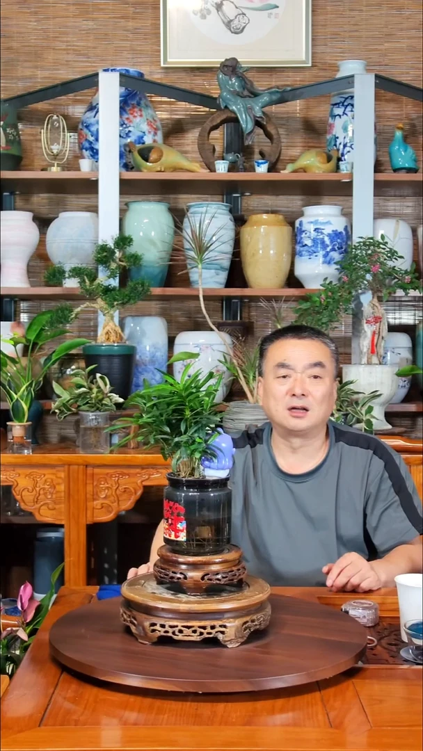 无花朵水之韵水培罗汉松