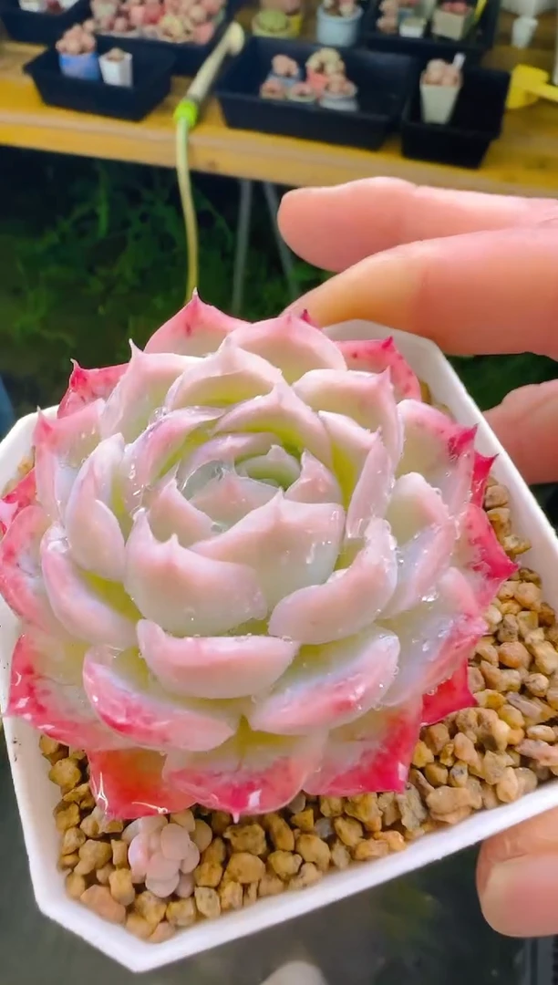 【闪购商品】凭—880—仙农（月影）