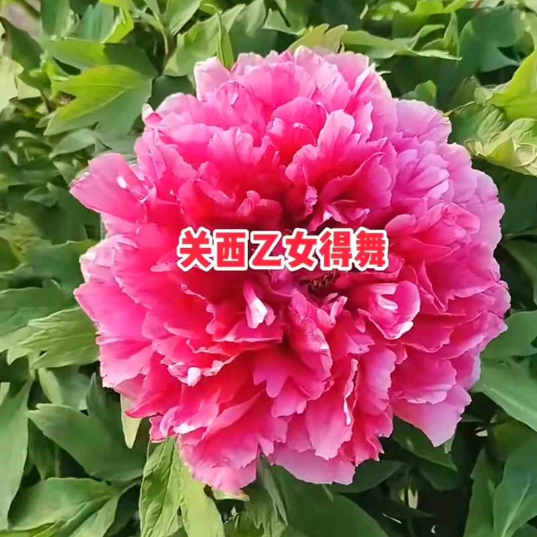 【关西乙女】红色系大花牡丹4月开花15天养死补发包邮
