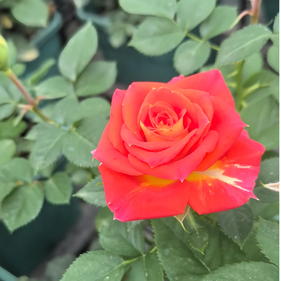 二乔耐热复色1加仑玫瑰花苗四季循环盆栽新手