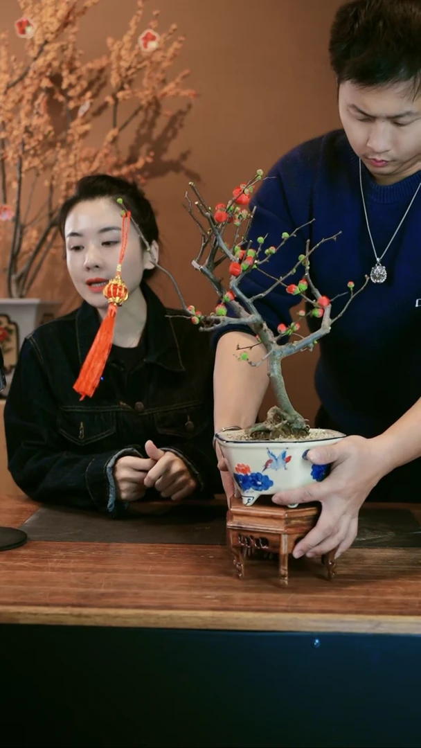 【闪购商品】盆景海棠花