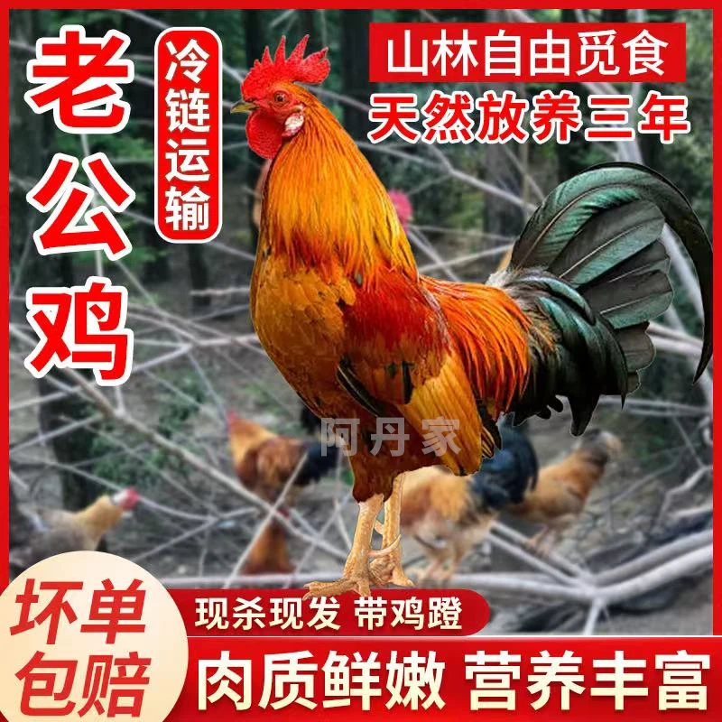 【鲁西】农家放养3年老公鸡 新鲜现杀 一只净重4.5-5斤 带脚蹬