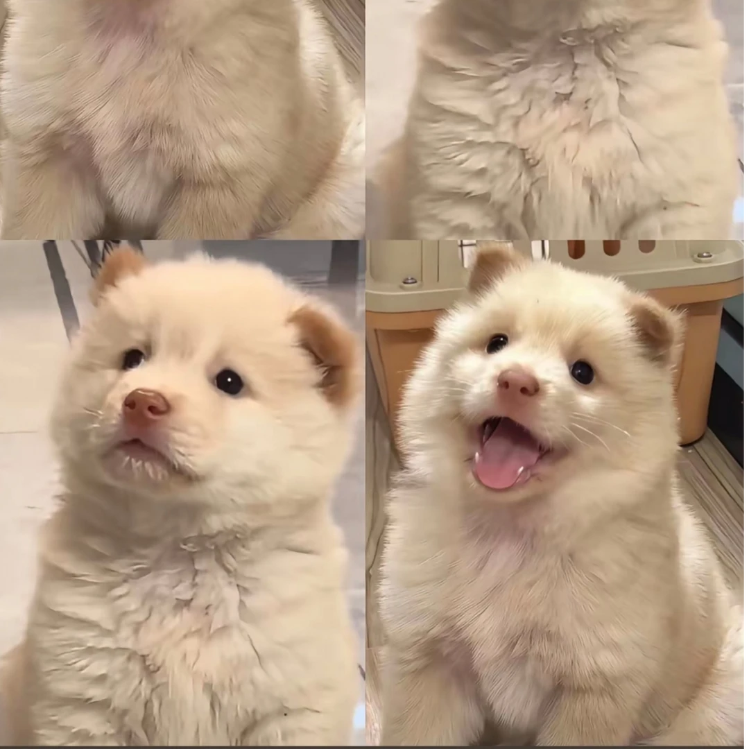 【玉林硬哥】老表田园犬活体幼犬宠物