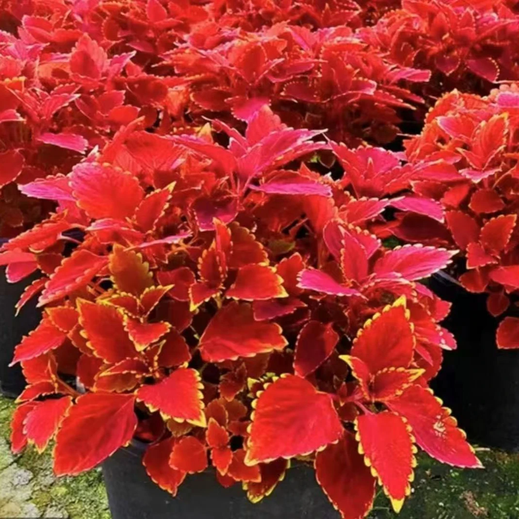 彩叶草金边盆栽四季观叶室内庭院盆栽耐寒耐热好养红色喜庆花卉
