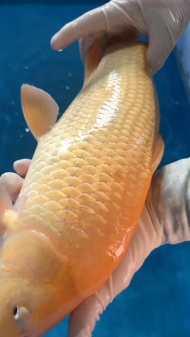 锦鲤太饱锦鲤36cm-48cm不包邮到付具体尺寸和品类以直播间为准