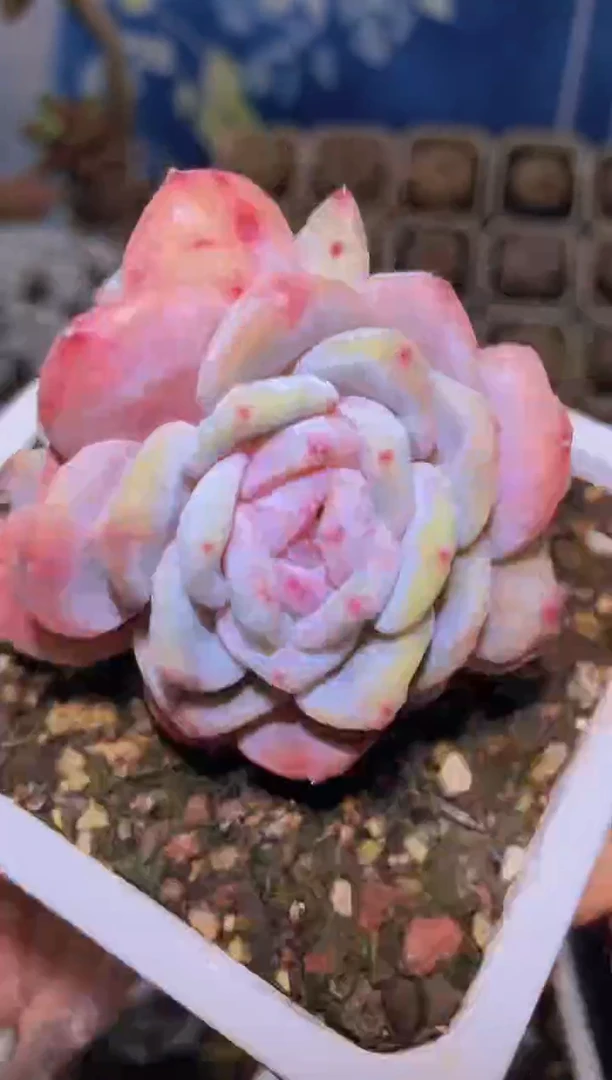 【闪购商品】304石榴籽群量拍一颗样品发