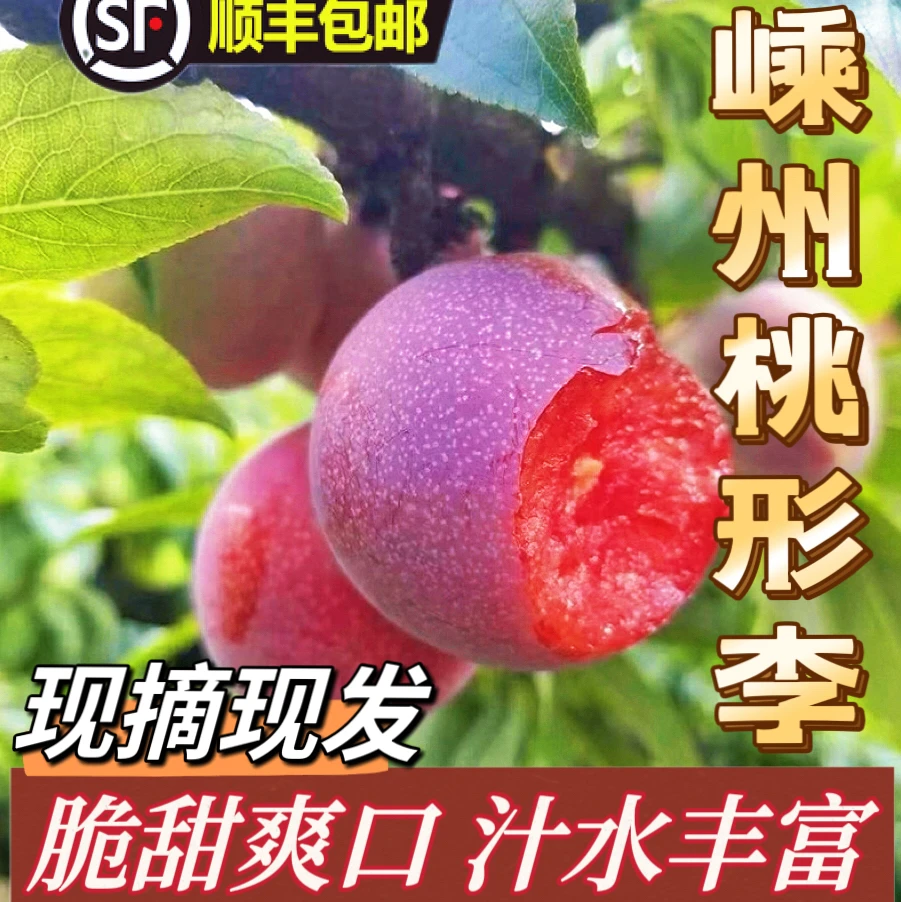 【爆甜！嵊州桃形李】正宗嵊州桃形李时令水果现摘现发脆甜口感包邮
