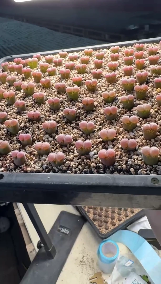 13-125多肉植物一颗