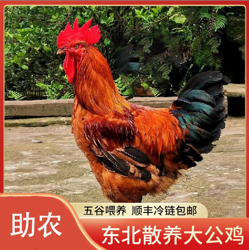 【小雪专属】顺丰包邮 东北散养黄油大公鸡 4斤半-6斤 笨鸡