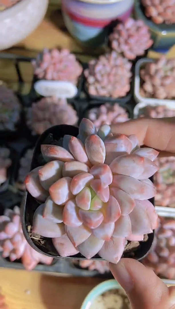 A828-双头粉黛半夏（量拍）