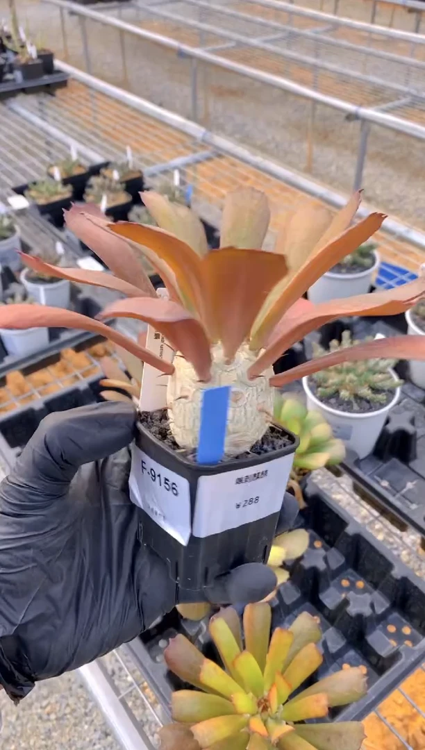 【闪购商品】单刺麒麟FA-9156