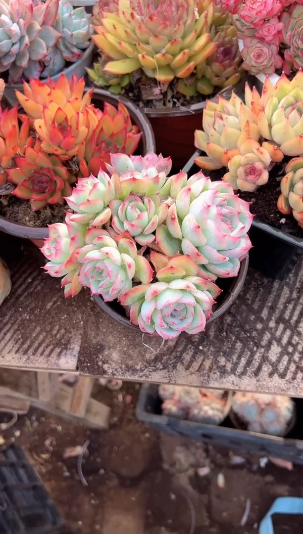 黄***?多肉植物一物一拍02407