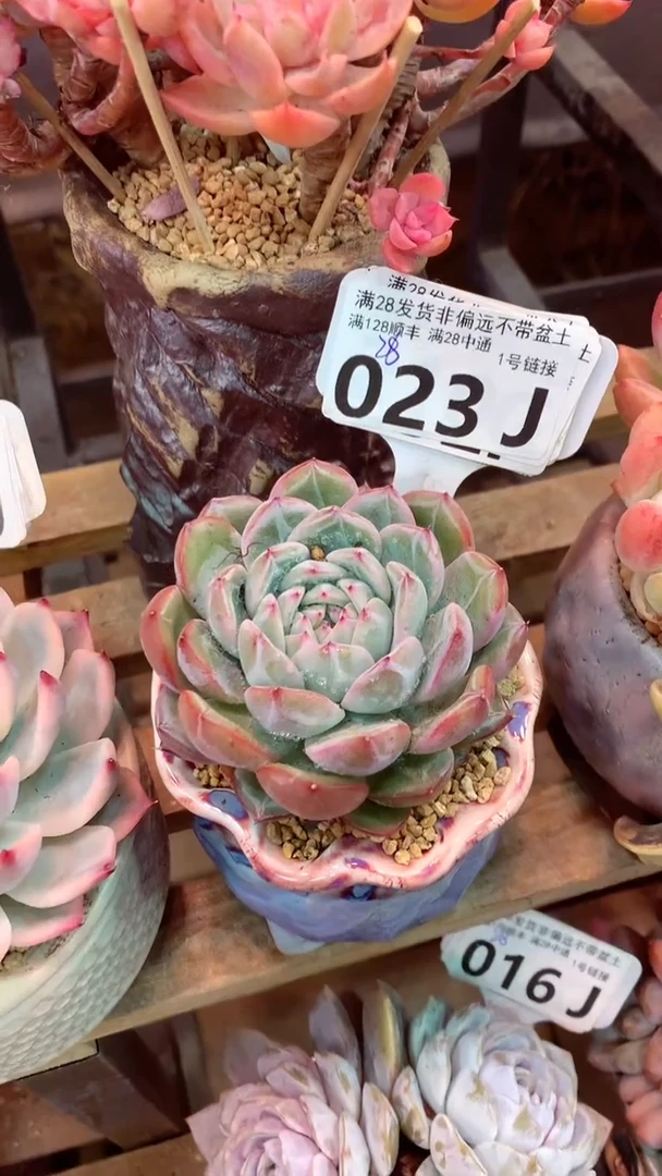 023J（一物一拍，精品多肉，所见即所得 ）