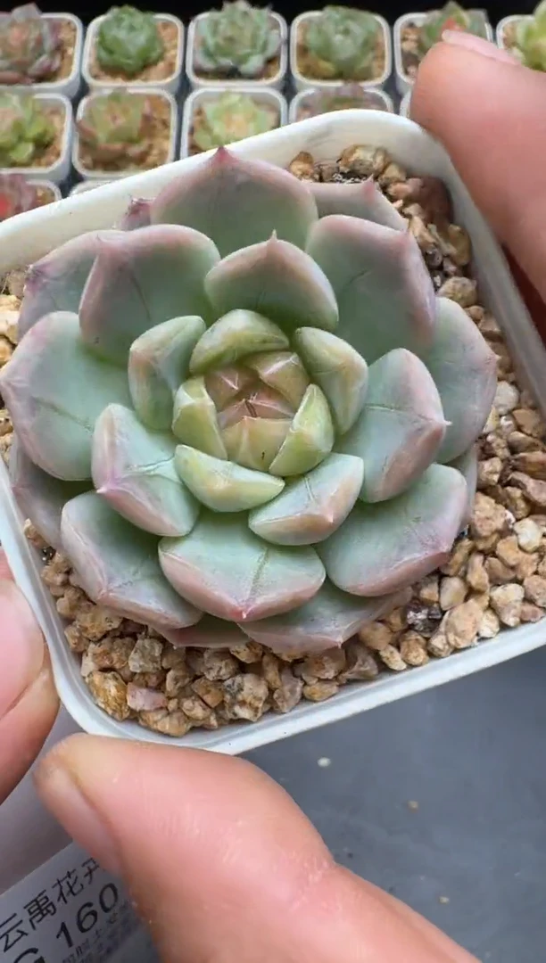 159G云禹多肉植物 脱土纸巾打包 3颗包邮