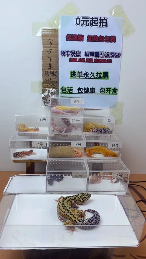 豹纹守宫豹纹守宫幼苗亚成体成体