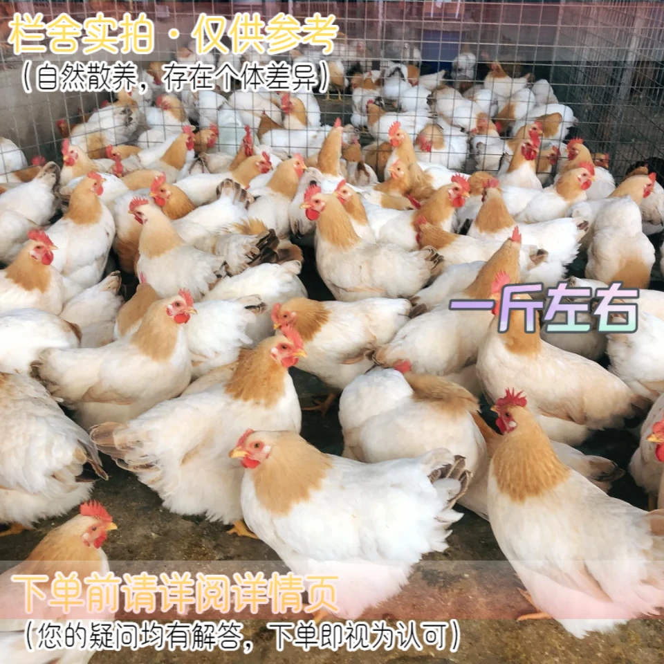 古典杏花鸡农村鸡已打八针疫苗健康好养活体宠物鸡长尾鸡一斤左右