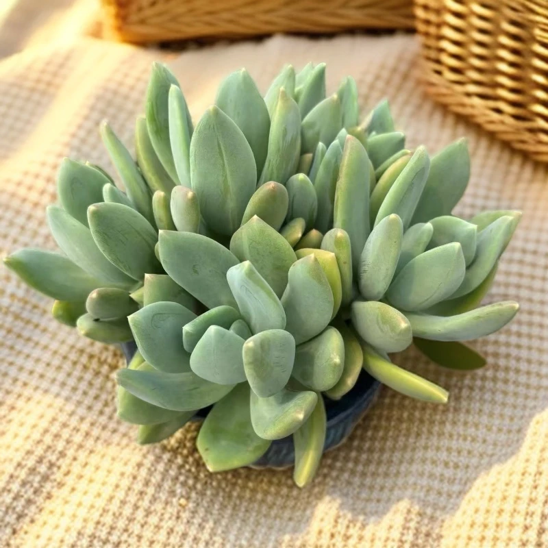 恋上多肉  海洋之星 整装无砍 桩子不老 皮实好养活 渡夏无忧