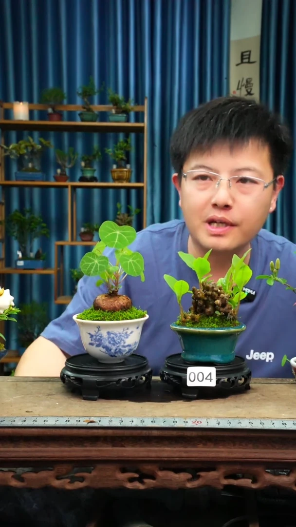 无花朵苔藓微景观004号