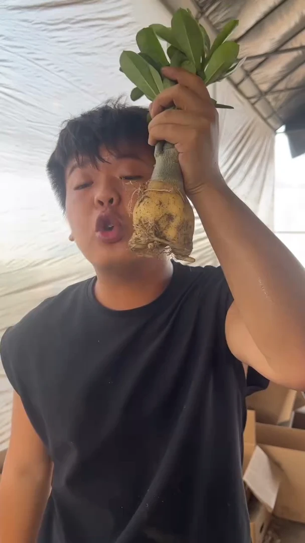 2颗 沙漠玫瑰【带根】