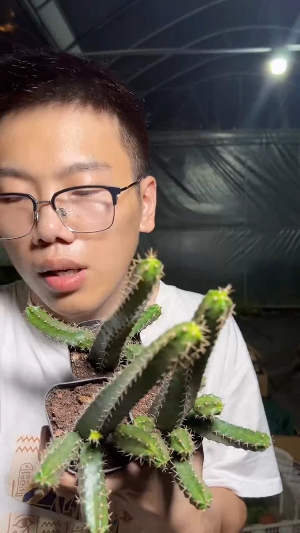 3颗 美花角 带根