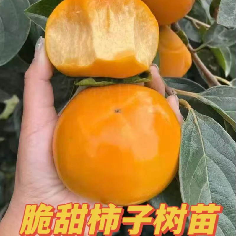 柿子树苗太秋阳丰火晶柿子树苗南北方均可种植特大无核耐寒
