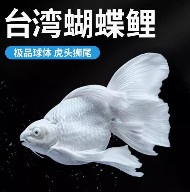 精品蝴蝶鲤台系短身 球体白色观赏鱼随机发货