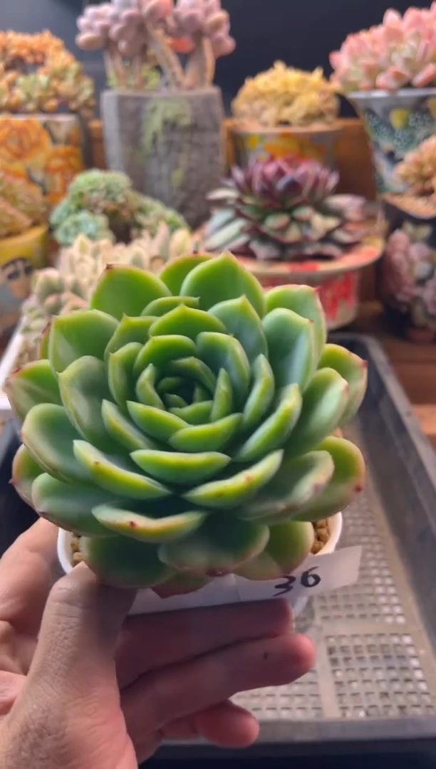 10.27-宝宝绿11111111111111111111