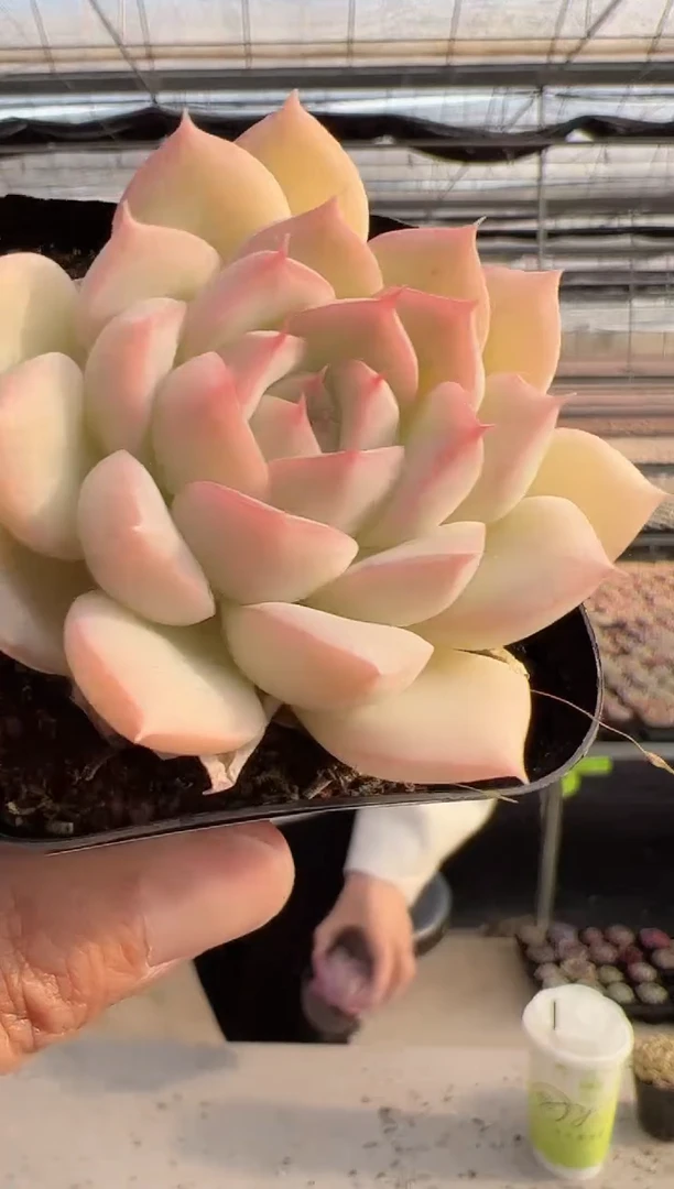 【闪购商品】新款多肉-253