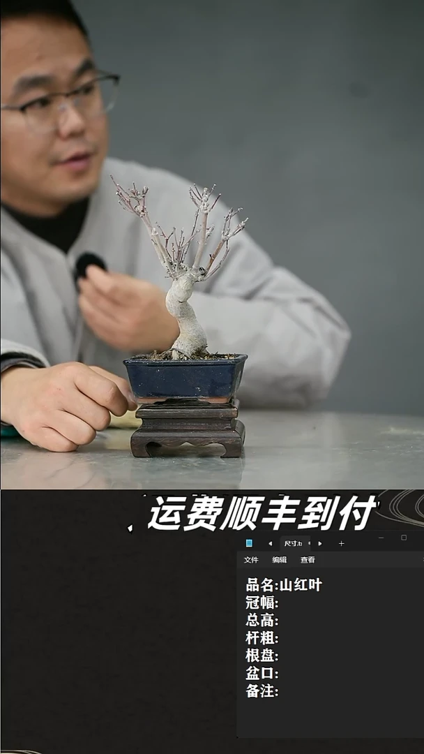 【闪购商品】48  山红叶