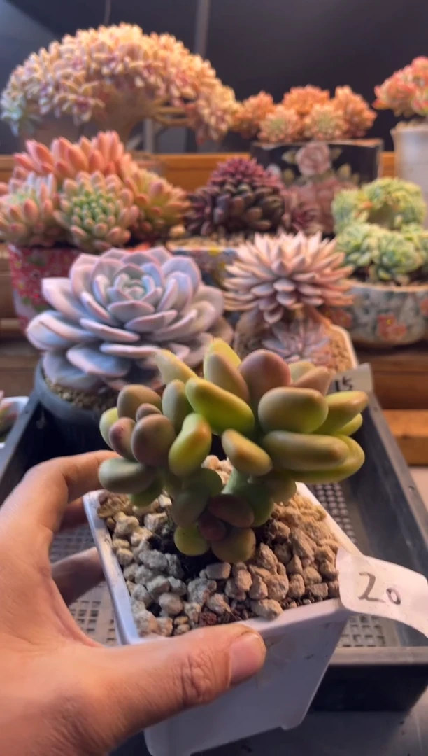 11.16-16芒果奶1111111