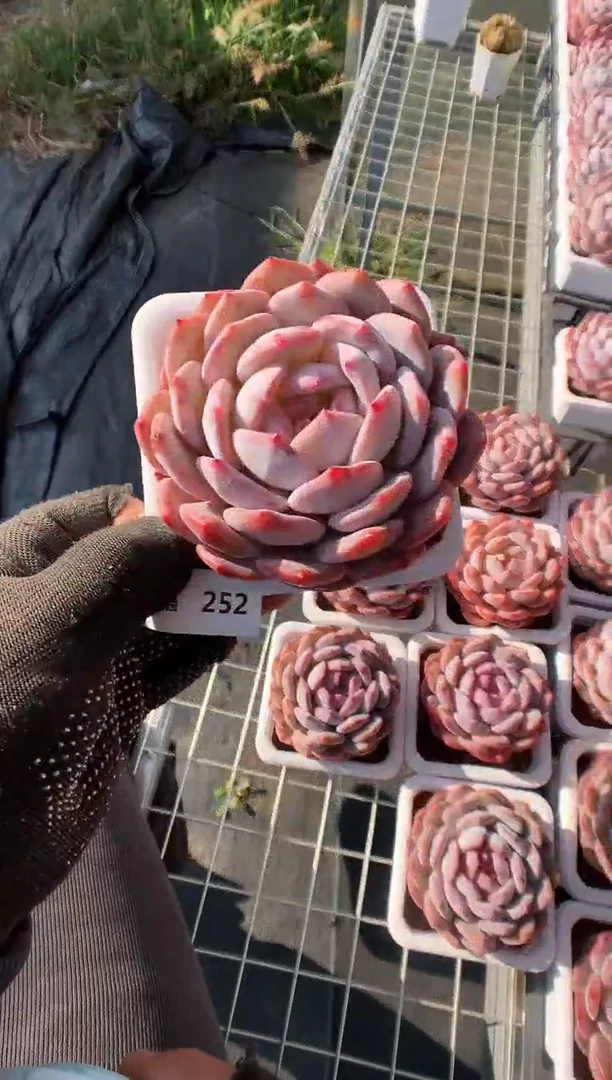 【闪购商品】252蒙克一物一拍