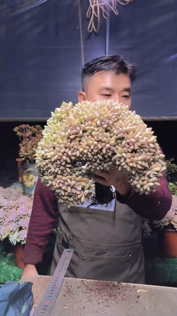 181淡雪缀化一物一拍
