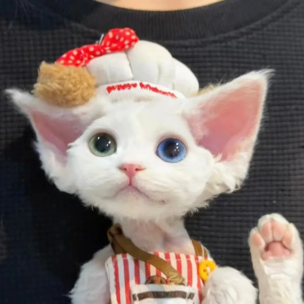 【咕噜纪德文】猫咪活体（1）