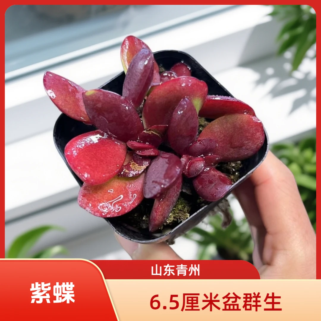 紫蝶6.5厘米盆老桩多肉