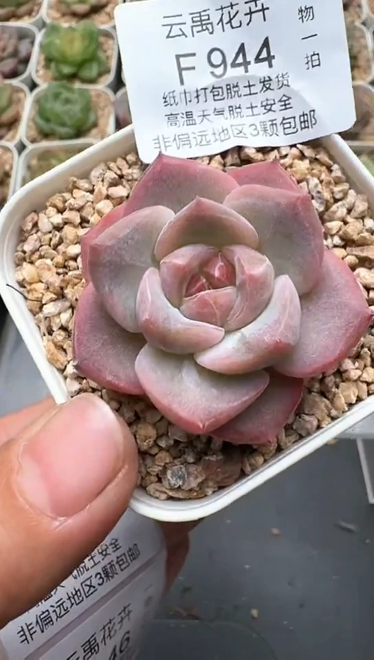 944F云禹多肉植物 默认脱土纸巾打包 3颗包邮