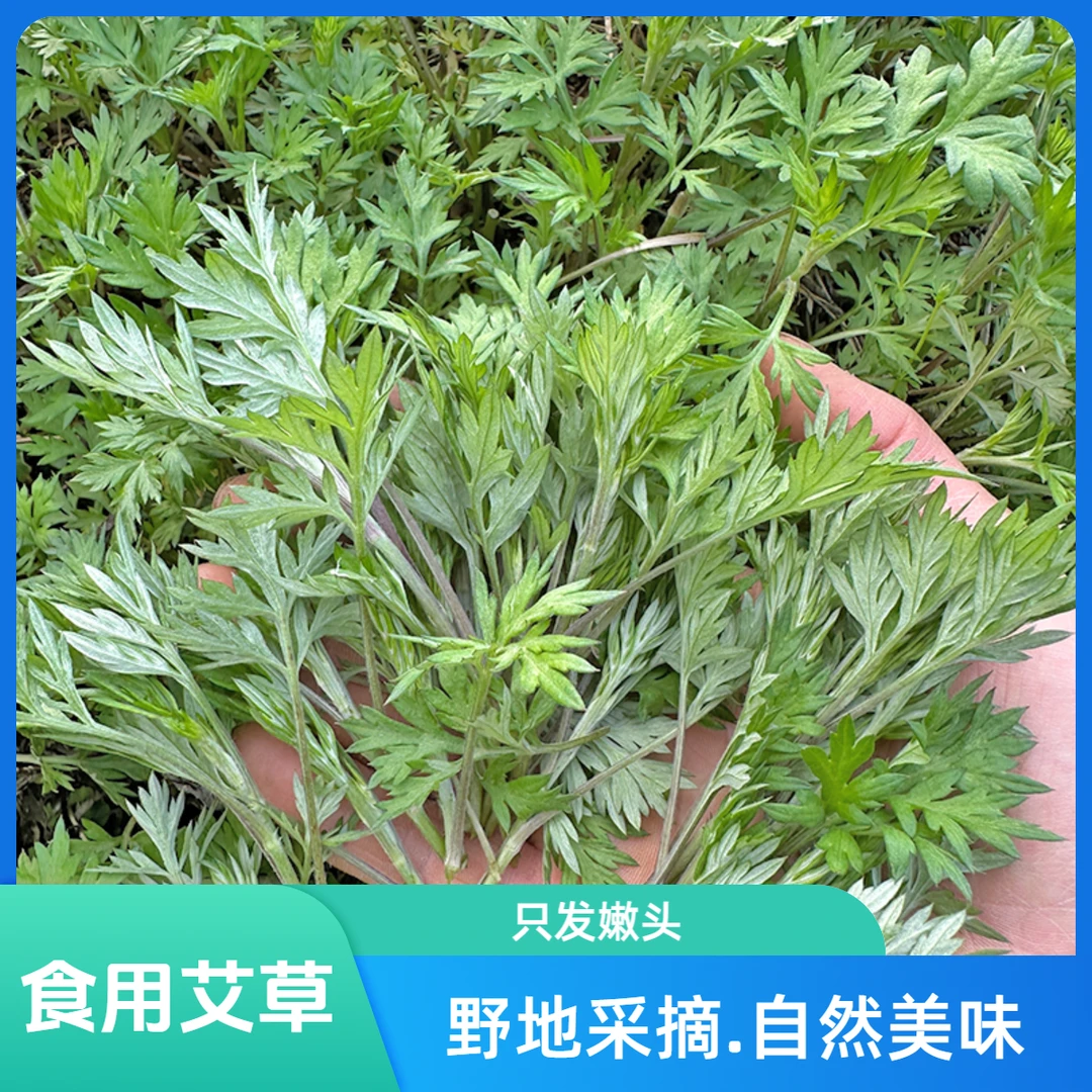 新鲜艾草现摘野地嫩艾草叶食用蔬菜清明艾米果山区草粑粑艾蒿糍粑