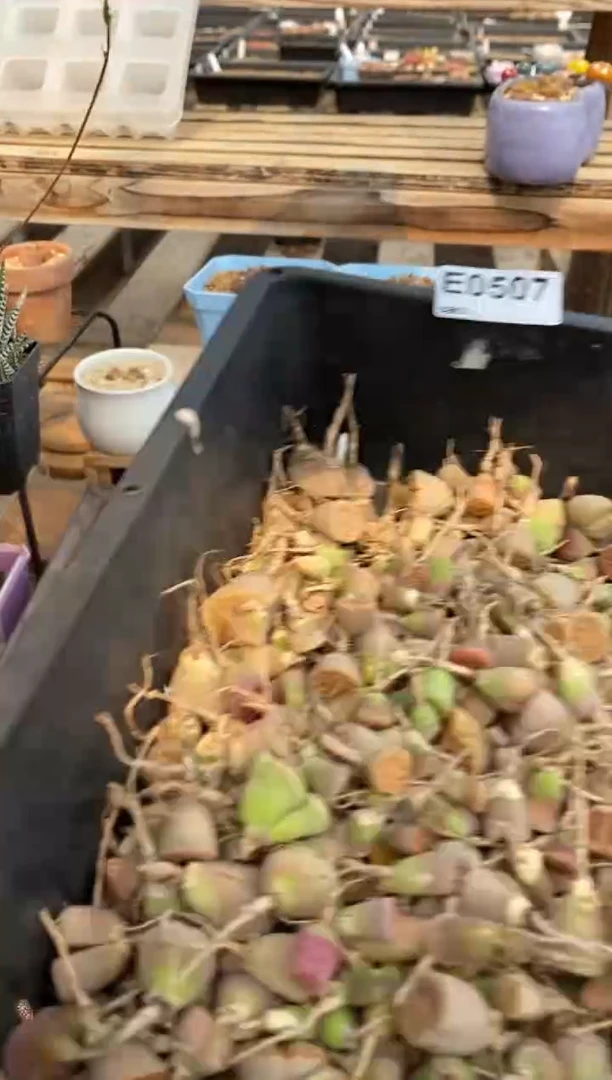 0507有点干直播一物一拍