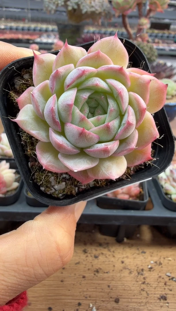 东云多肉园二店-285