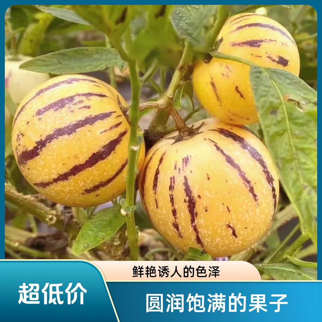 【树熟黄果】正宗云南石林树上熟黄肉圆果清甜低糖新鲜果